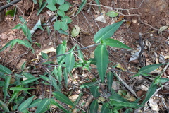 Commelina paludosa